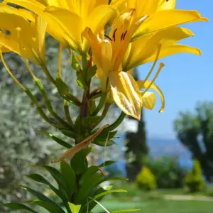 Vergina Star
