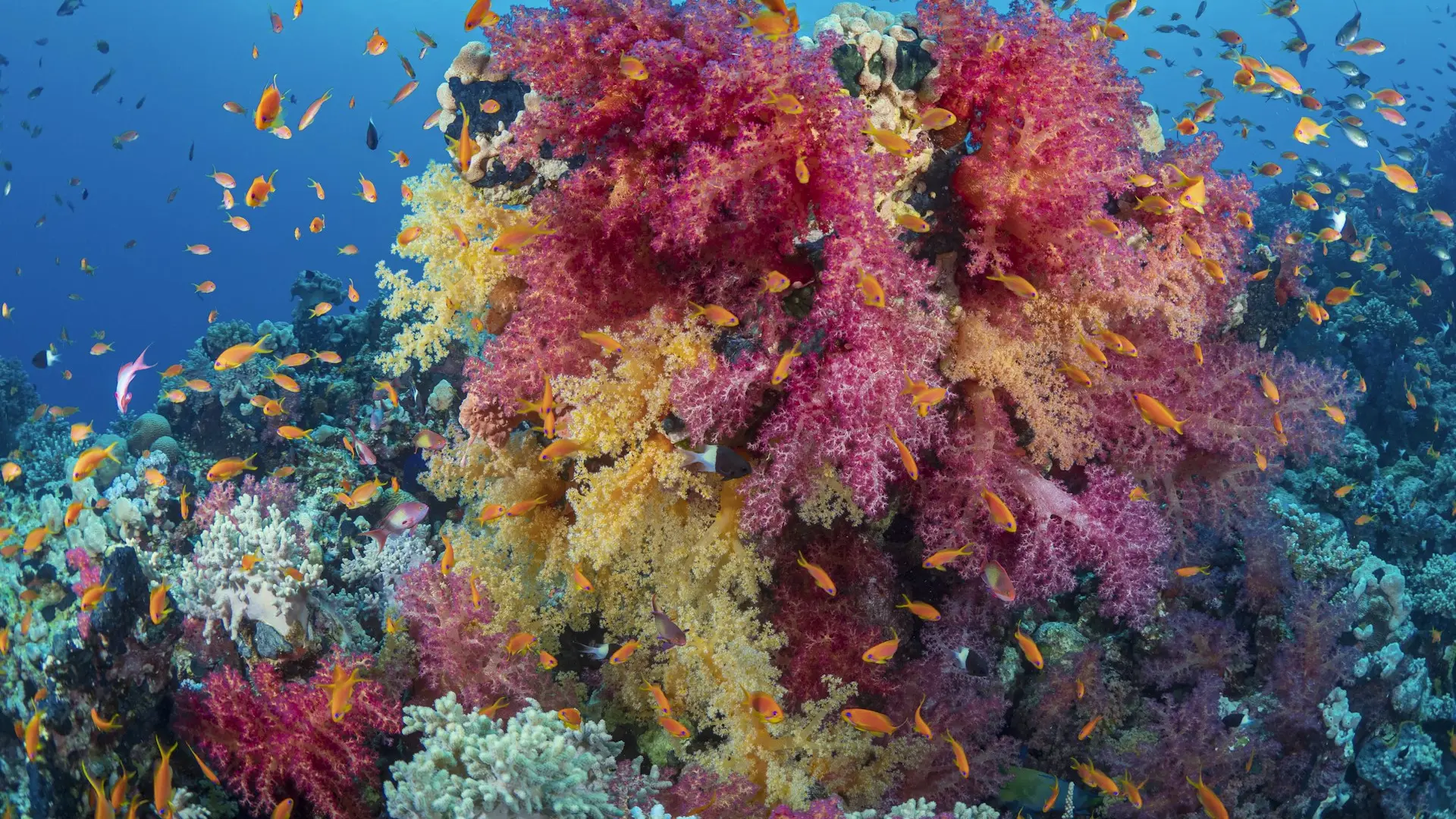Marsa Alam, Egipat