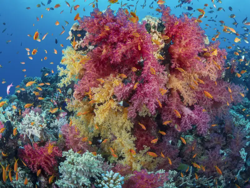 Marsa Alam, Egipat