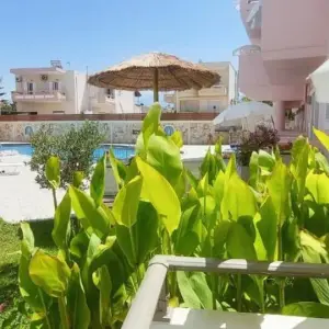Flamingos